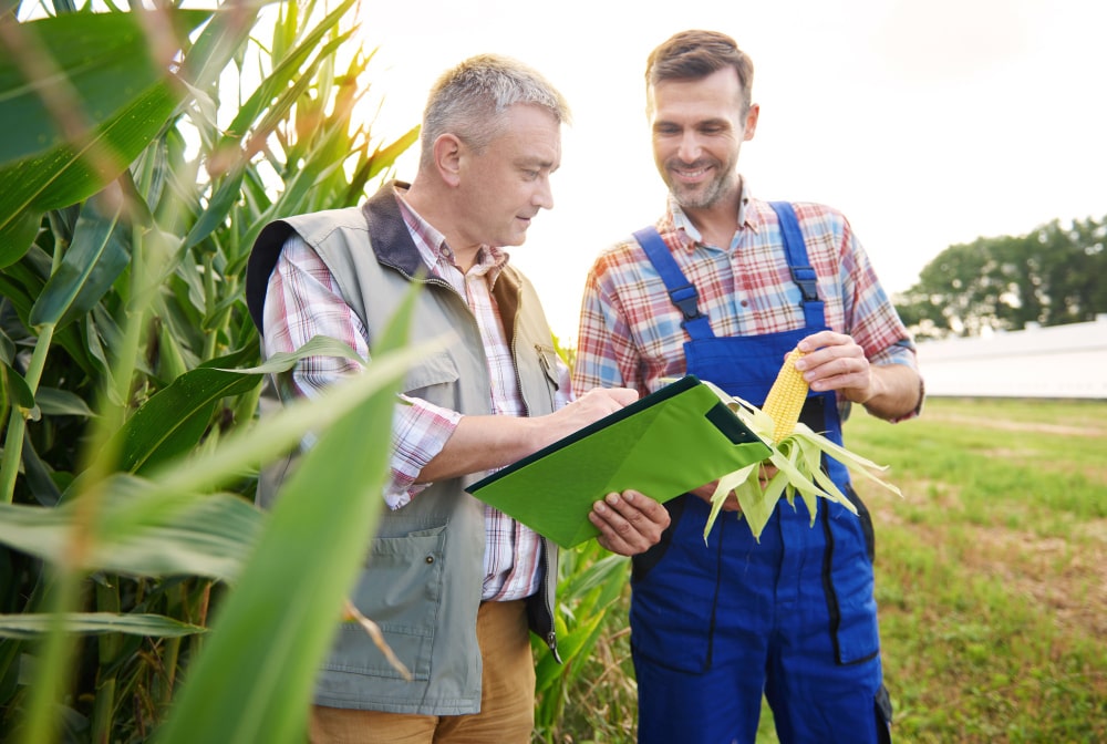 Asesores agrícolas revisando un cultivo