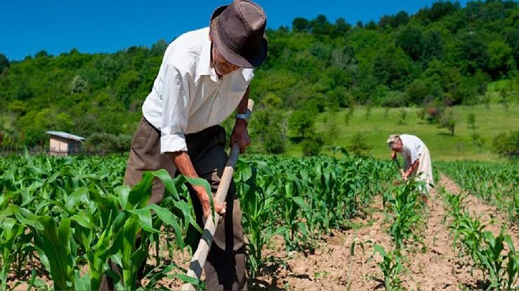 Productor trabajando en un cultivo